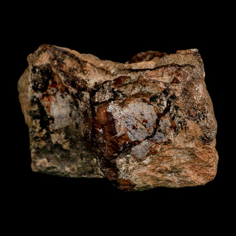 2.1" Dromaeosaurus Raptor Fossil Articulated Vertebrae Cretaceous Dinosaur Hell Creek MT