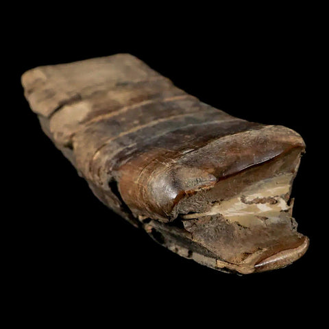 5.6" Giant Ground Sloth Eremotherium Fossil Tooth Pleistocene Epoch South America - Fossil Age Minerals