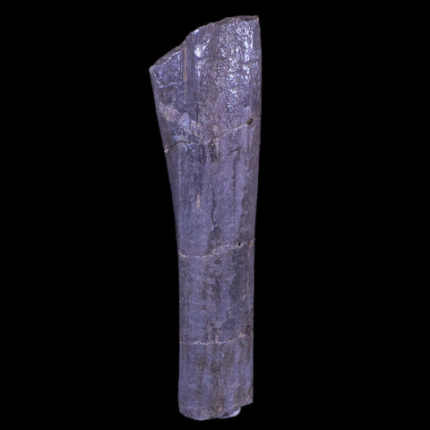 4" Maiasaura Hadrosaur Dinosaur Limb Bone Fossil Two Medicine FM Montana COA - Fossil Age Minerals