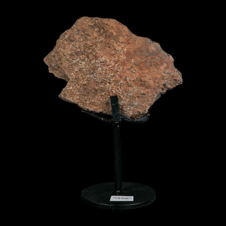 3.6" Stegosaurus Fossil Bone Morrison FM Wyoming Jurassic Age Dinosaur COA Stand