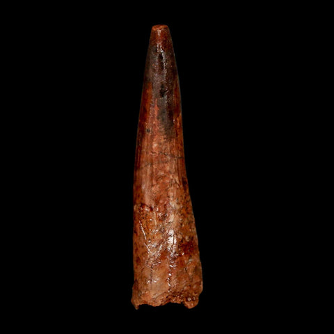 2.1" Spinosaurus Fossil Tooth 100 Million Years Old Cretaceous Dinosaur COA Stand