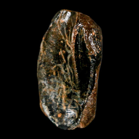 XL 0.9" Triceratops Fossil Crown Tooth Hell Creek FM Cretaceous Dinosaur MT COA - Fossil Age Minerals