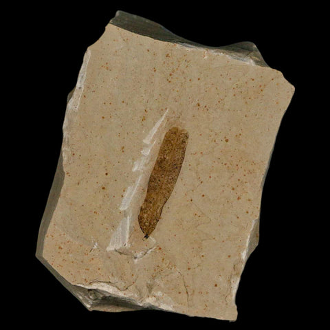 1.1" Caesalpinia Pecorae Divi Divi Trees Fossil Plant Leaf Eocene Age Uintah Utah - Fossil Age Minerals