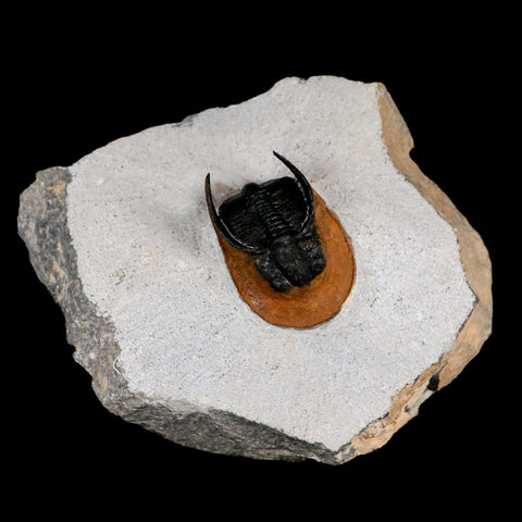 2" Harpes Perradiatus Trilobite Fossil Devonian Age Boudib Morocco COA - Fossil Age Minerals