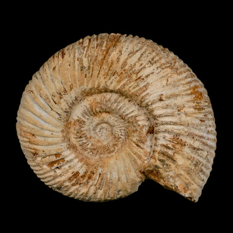 100MM Perisphinctes Ammonite Fossil Nautilus Madagascar Jurassic Age COA - Fossil Age Minerals
