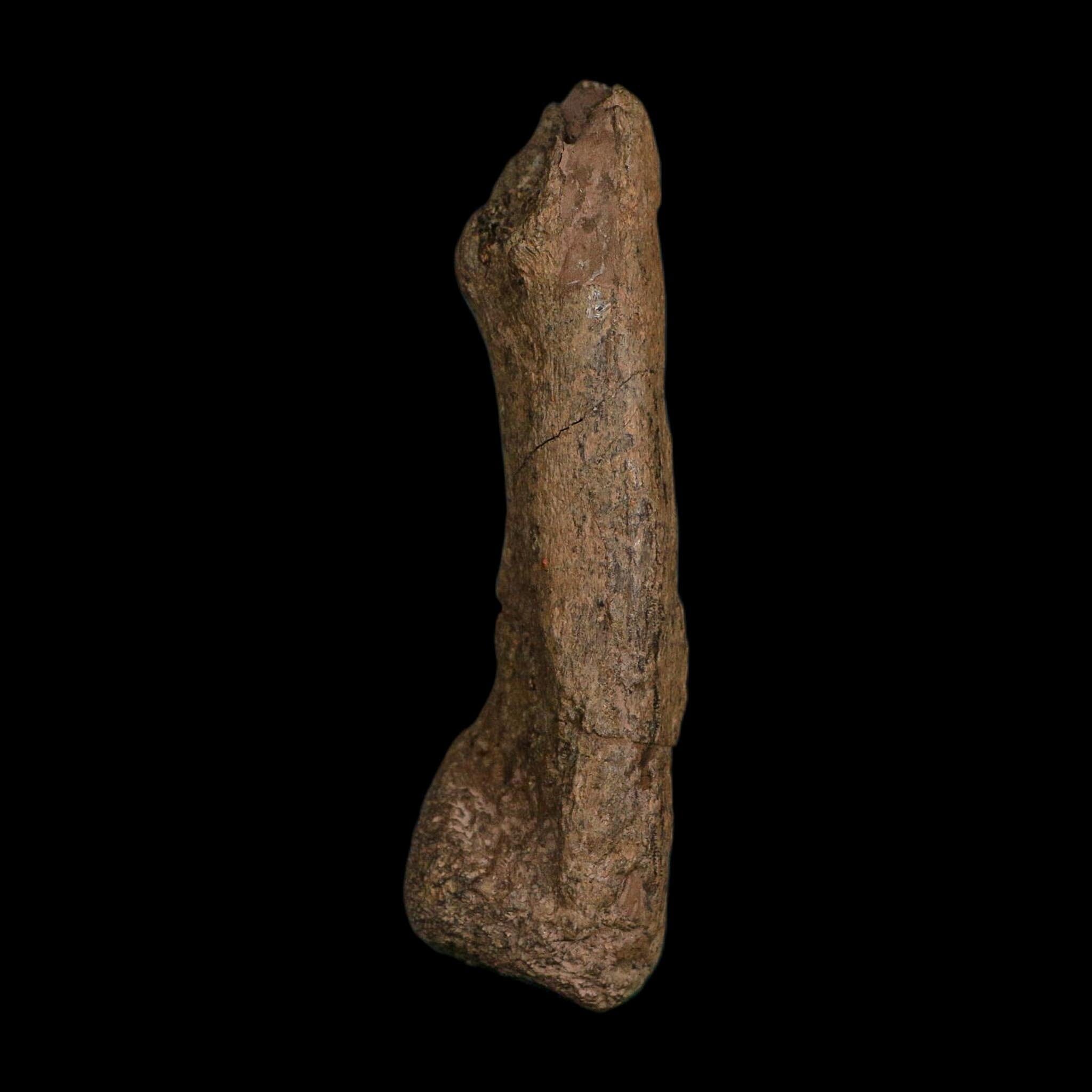 4" Edmontosaurus Fossil Limb Bone Hell Creek FM Cretaceous Dinosaur MT COA Stand