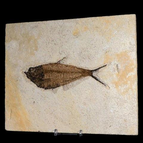 XL 5.4" Diplomystus Dentatus Fossil Fish Green River FM WY Eocene Age COA, Stand - Fossil Age Minerals