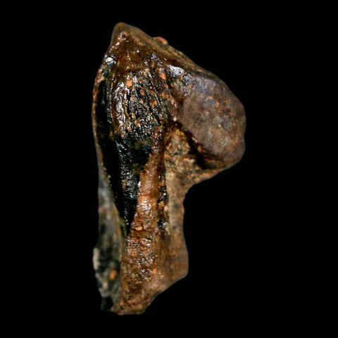 XL 0.9" Triceratops Fossil Crown Tooth Hell Creek FM Cretaceous Dinosaur MT COA - Fossil Age Minerals