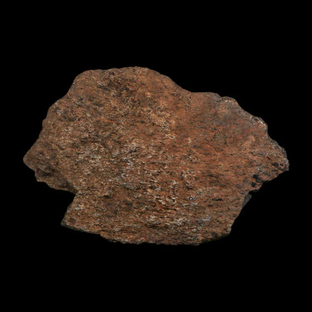 3.6" Stegosaurus Fossil Bone Morrison FM Wyoming Jurassic Age Dinosaur COA Stand