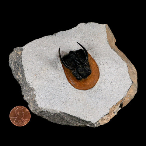 2" Harpes Perradiatus Trilobite Fossil Devonian Age Boudib Morocco COA - Fossil Age Minerals