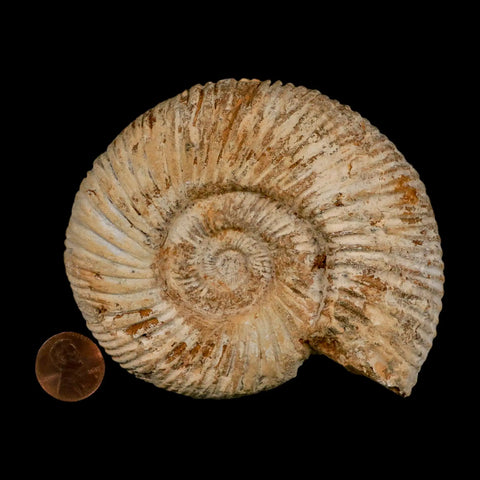 100MM Perisphinctes Ammonite Fossil Nautilus Madagascar Jurassic Age COA - Fossil Age Minerals