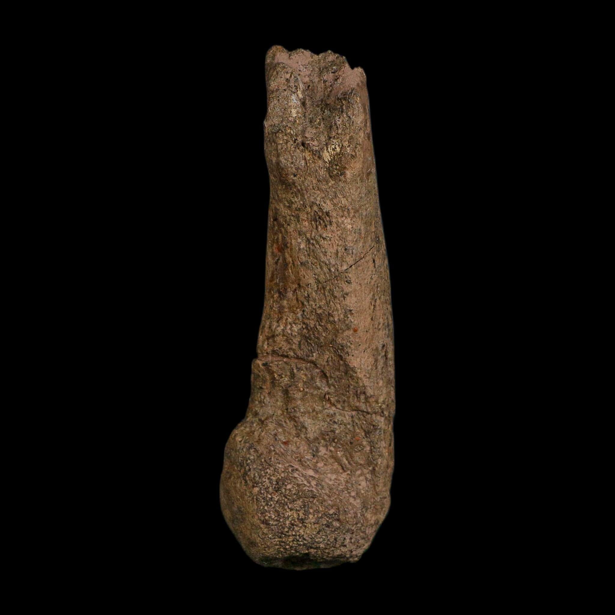4" Edmontosaurus Fossil Limb Bone Hell Creek FM Cretaceous Dinosaur MT COA Stand
