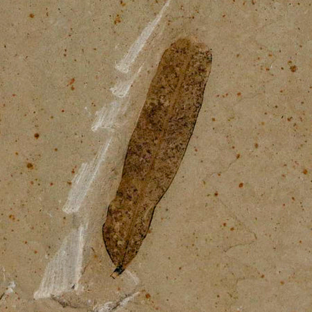 1.1" Caesalpinia Pecorae Divi Divi Trees Fossil Plant Leaf Eocene Age Uintah Utah