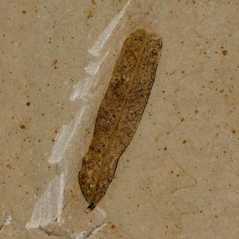 1.1" Caesalpinia Pecorae Divi Divi Trees Fossil Plant Leaf Eocene Age Uintah Utah - Fossil Age Minerals