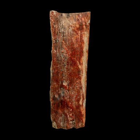 2.8" Dromaeosaurus Raptor Fossil Rib Bone Cretaceous Dinosaur Hell Creek MT COA Stand