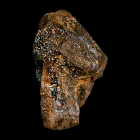 XL 0.9" Triceratops Fossil Crown Tooth Hell Creek FM Cretaceous Dinosaur MT COA - Fossil Age Minerals