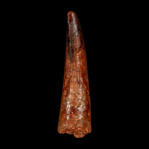 2.1" Spinosaurus Fossil Tooth 100 Million Years Old Cretaceous Dinosaur COA Stand