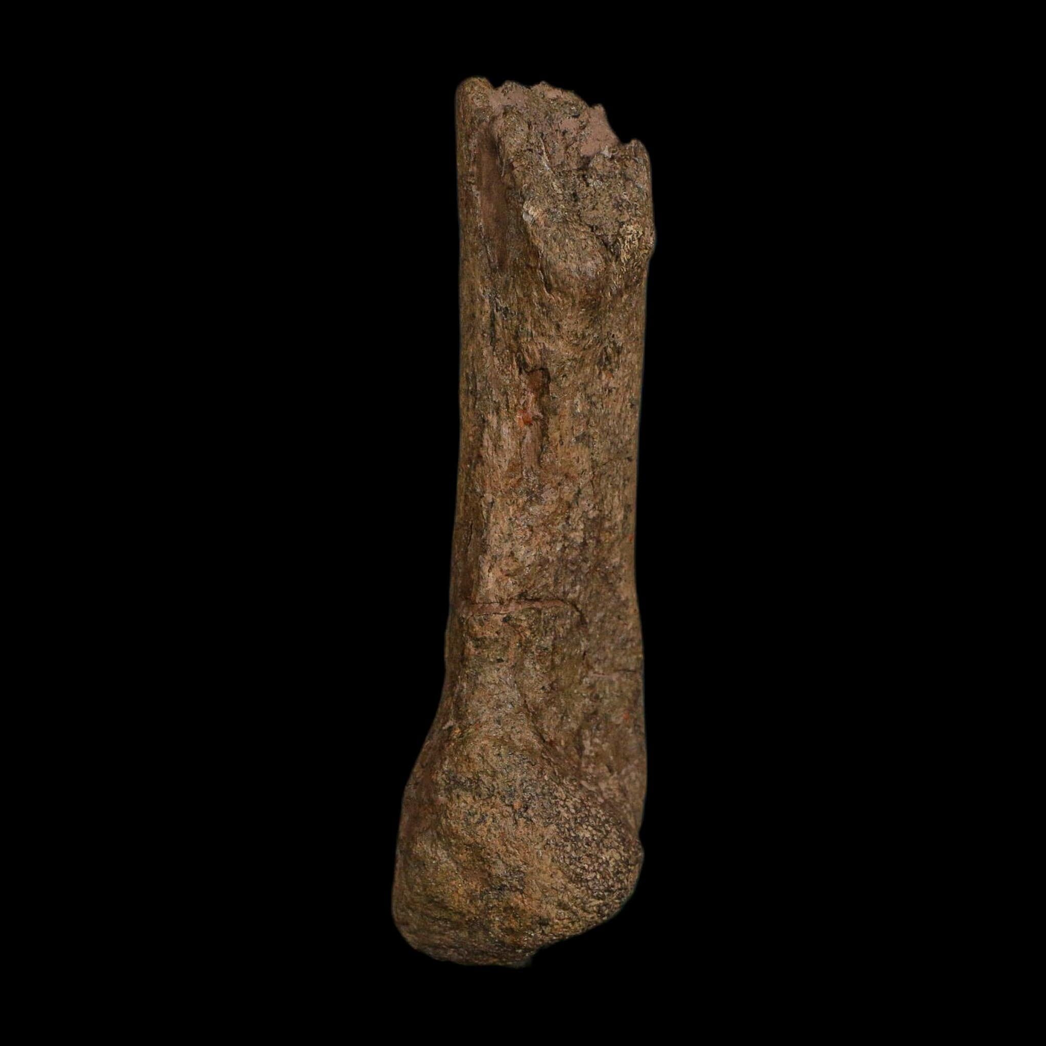 4" Edmontosaurus Fossil Limb Bone Hell Creek FM Cretaceous Dinosaur MT COA Stand