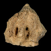 2.2" Triceratops Fossil Jaw Section Cretaceous Dinosaur Lance Creek FM MT COA