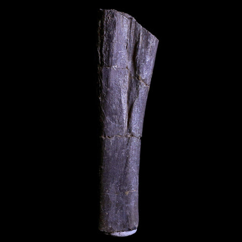 4" Maiasaura Hadrosaur Dinosaur Limb Bone Fossil Two Medicine FM Montana COA - Fossil Age Minerals