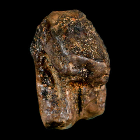 XL 0.9" Triceratops Fossil Crown Tooth Hell Creek FM Cretaceous Dinosaur MT COA - Fossil Age Minerals