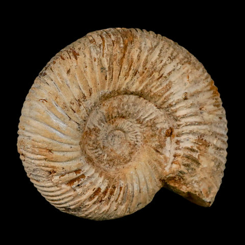 100MM Perisphinctes Ammonite Fossil Nautilus Madagascar Jurassic Age COA - Fossil Age Minerals