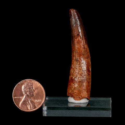 2.1" Spinosaurus Fossil Tooth 100 Million Years Old Cretaceous Dinosaur COA Stand