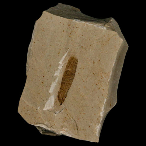 1.1" Caesalpinia Pecorae Divi Divi Trees Fossil Plant Leaf Eocene Age Uintah Utah - Fossil Age Minerals