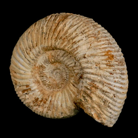 100MM Perisphinctes Ammonite Fossil Nautilus Madagascar Jurassic Age COA - Fossil Age Minerals