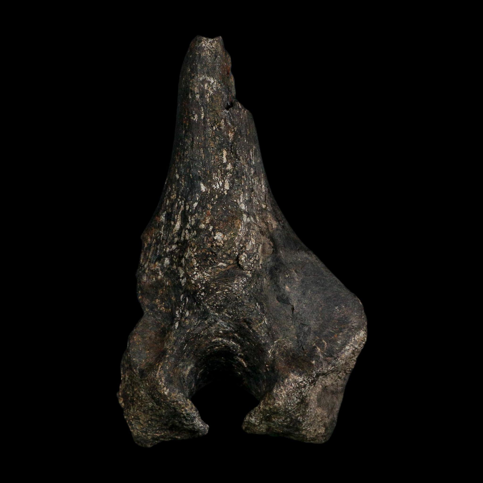 5.1" Tyrannosaur Fossil Vertebrae Process Cretaceous Dinosaur Two Medicine FM MT COA