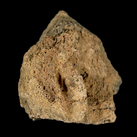 2.2" Triceratops Fossil Jaw Section Cretaceous Dinosaur Lance Creek FM MT COA