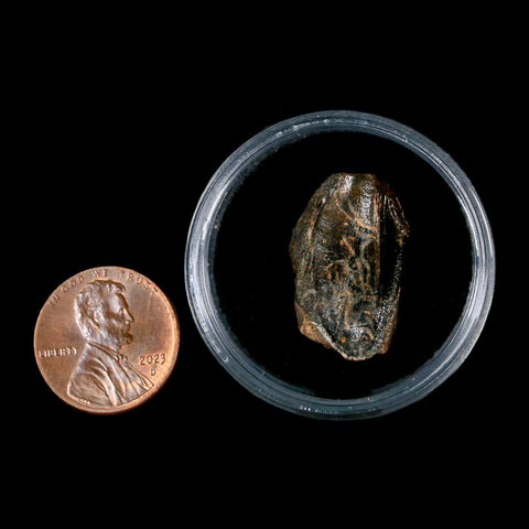 XL 0.9" Triceratops Fossil Crown Tooth Hell Creek FM Cretaceous Dinosaur MT COA - Fossil Age Minerals