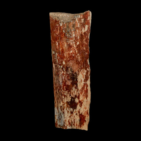 2.8" Dromaeosaurus Raptor Fossil Rib Bone Cretaceous Dinosaur Hell Creek MT COA Stand