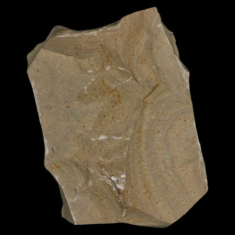 1.1" Caesalpinia Pecorae Divi Divi Trees Fossil Plant Leaf Eocene Age Uintah Utah - Fossil Age Minerals