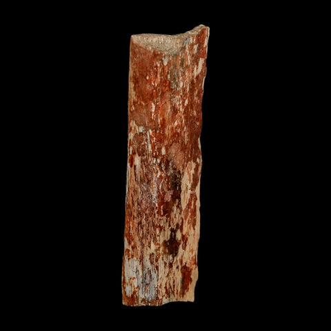 2.8" Dromaeosaurus Raptor Fossil Rib Bone Cretaceous Dinosaur Hell Creek MT COA Stand