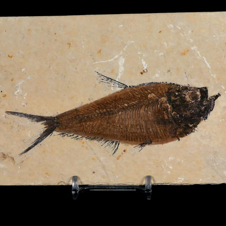 4.5" Diplomystus Dentatus Fossil Fish Green River FM WY Eocene Age COA, Stand