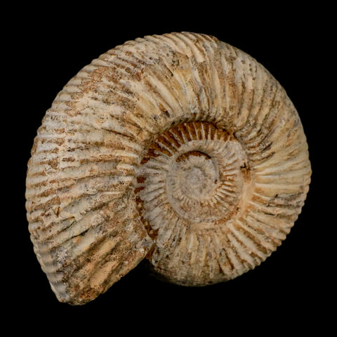 100MM Perisphinctes Ammonite Fossil Nautilus Madagascar Jurassic Age COA - Fossil Age Minerals
