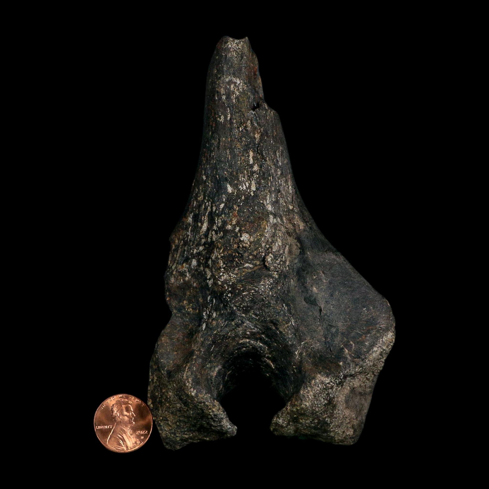 5.1" Tyrannosaur Fossil Vertebrae Process Cretaceous Dinosaur Two Medicine FM MT COA