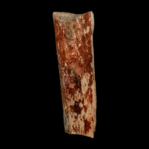 2.8" Dromaeosaurus Raptor Fossil Rib Bone Cretaceous Dinosaur Hell Creek MT COA Stand