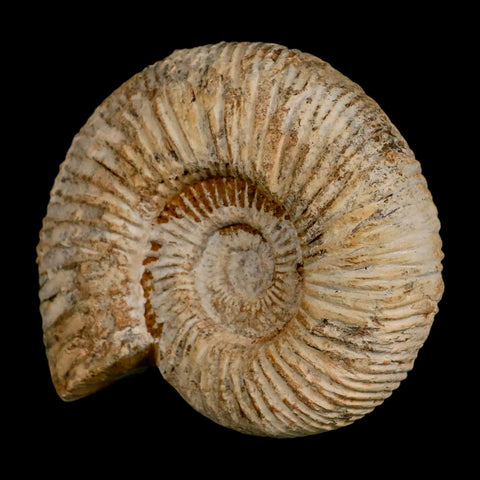 100MM Perisphinctes Ammonite Fossil Nautilus Madagascar Jurassic Age COA - Fossil Age Minerals