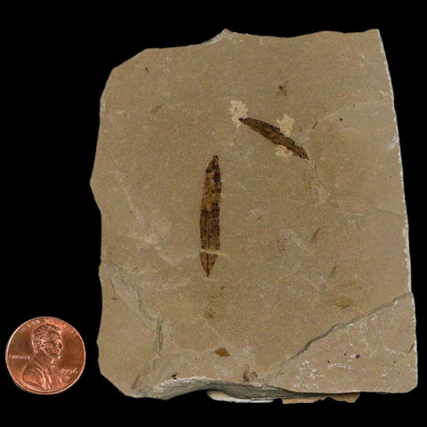 Cedrelospermum Nervosum And Mimosites Fossil Plant Leaf Eocene Age Green River UT - Fossil Age Minerals