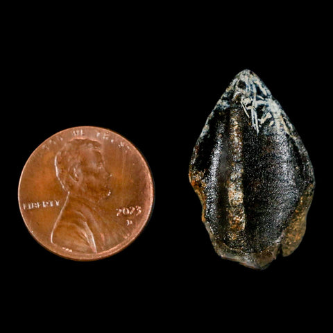 XL 1.1" Triceratops Fossil Crown Tooth Hell Creek FM Cretaceous Dinosaur MT COA - Fossil Age Minerals