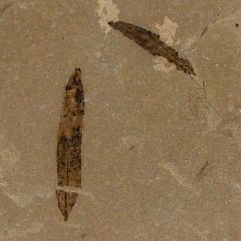 Cedrelospermum Nervosum And Mimosites Fossil Plant Leaf Eocene Age Green River UT - Fossil Age Minerals