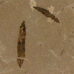 Green River Formation Plant Fossil