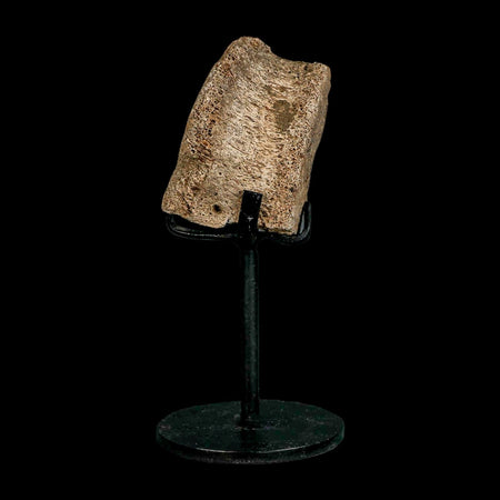 2.1" Dromaeosaurus Raptor Fossil Vertebrae Bone Cretaceous Dinosaur Hell Creek MT COA