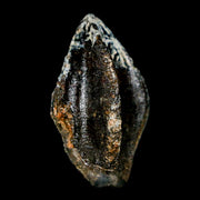 XL 1.1" Triceratops Fossil Crown Tooth Hell Creek FM Cretaceous Dinosaur MT COA