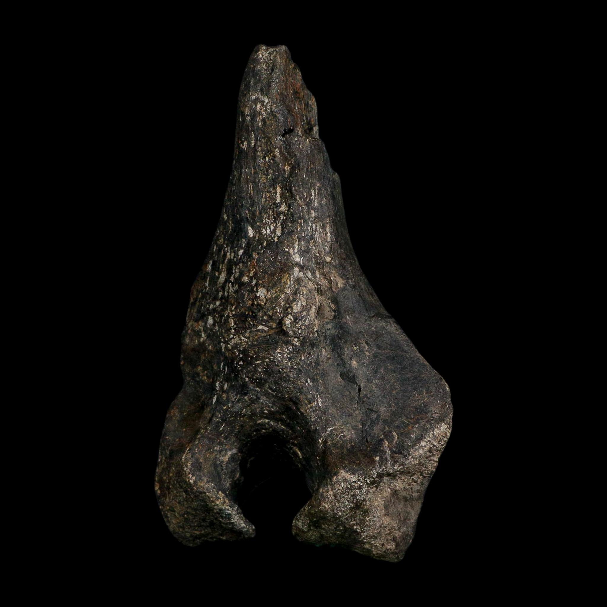 5.1" Tyrannosaur Fossil Vertebrae Process Cretaceous Dinosaur Two Medicine FM MT COA