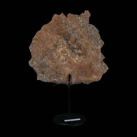 7" Stegosaurus Fossil Bone Morrison FM Wyoming Jurassic Age Dinosaur COA Stand