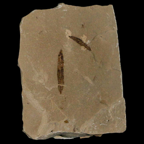 Cedrelospermum Nervosum And Mimosites Fossil Plant Leaf Eocene Age Green River UT - Fossil Age Minerals