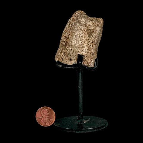 2.1" Dromaeosaurus Raptor Fossil Vertebrae Bone Cretaceous Dinosaur Hell Creek MT COA